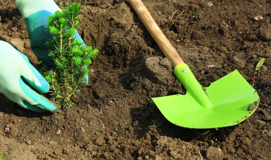 Tree Planting
